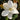Kay Parris Magnolia