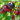 Methley Plum