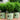 NewGen Independence Boxwood