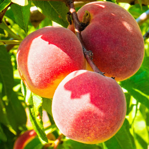 Cresthaven Peach