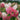 Pinky Winky Hydrangea Tree
