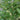 Southern Gentleman Winterberry Holly