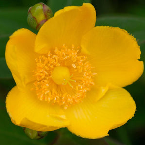 Hidcote St. John’s Wort