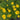 Tickseed