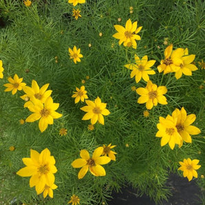Tickseed