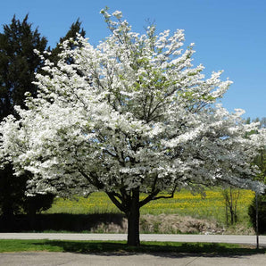 Celestial Dogwood