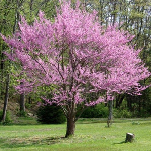 Appalachian Red Redbud