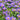 Fall Aster