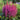 Astilbe