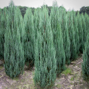 Blue Arrow Juniper
