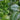Round Leaf Boxwood