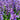 Catmint