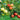 6 in 1 Espalier Apple Tree