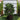 Compact Hinoki Cypress