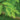 Dawn Redwood