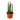 Snake Plant Cylindrica