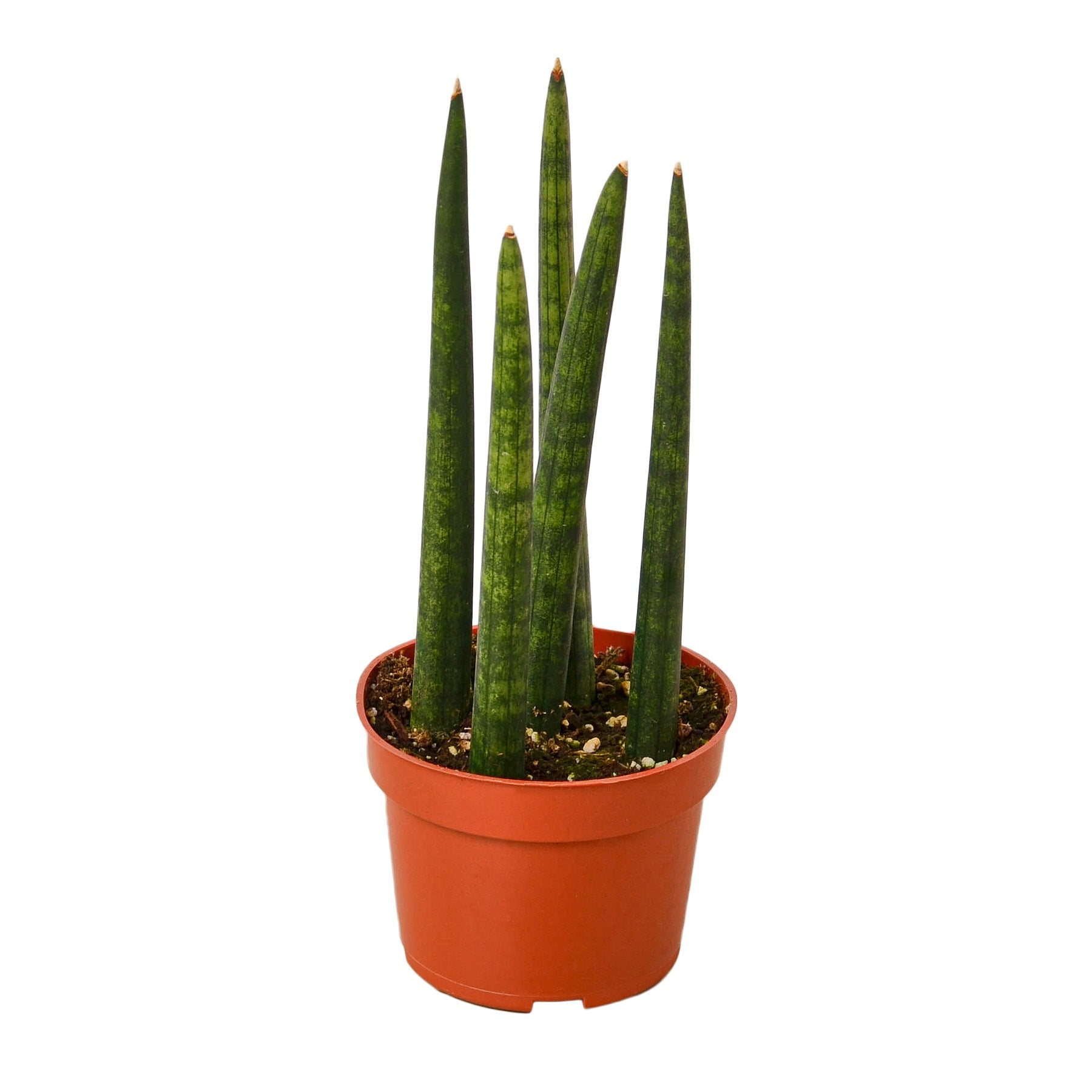 sansevieria cylindrica rhino The Snobby Leaf | Snake Plant Cylindrica - 4 inch Pot