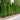 Emerald Green Arborvitae