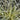 Everglow Sedge