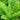 Ostrich Fern