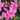 Azalea Encore 'Autumn Carnatio