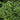 Franklin Gem Boxwood