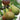 Chicago Hardy Fig Tree