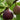 Italian Everbearing Fig Tree