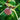 Little Miss Figgy Fig Tree