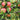 Honeycrisp™ Apple Tree