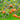 Jiro Persimmon Tree