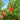 Hardired Nectarine Tree