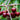 Lapins Sweet Cherry Tree