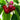 Montmorency Cherry Tree