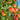 Reliance Peach Tree