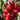 Sweet Cherry Pie Cherry Tree