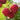 Red Heritage Raspberry Bush