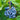 Blue Jay Blueberry Bush