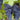 Concord Seedless Grape Vine