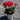 Geraniums