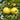 Golden Delicious Apple Tree