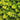 Creeping Jenny