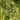 Goldthread Cypress