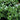 Green Lustre Holly