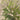 Dwarf Fountain Grass