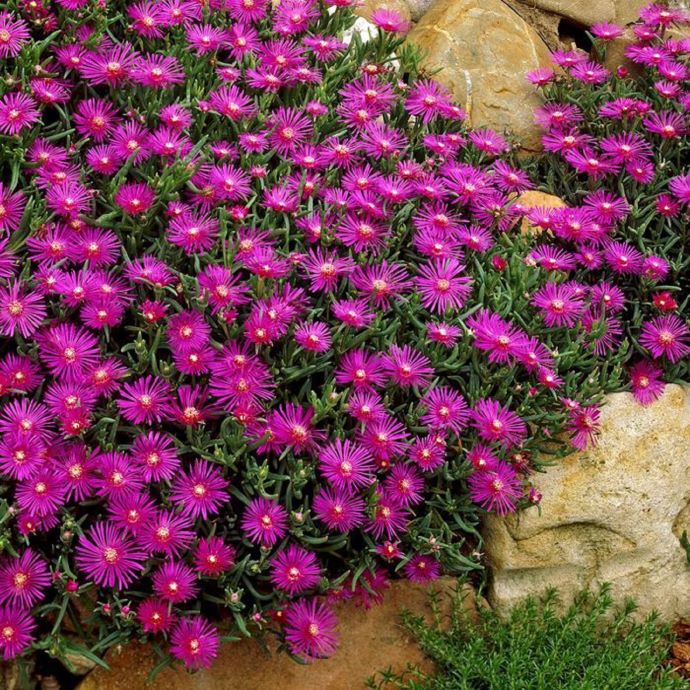 hardy ice plant seeds Hardy Ice Plant – Holly Days Nursery