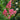 Hopi Crape Myrtle