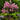 Hopi Crape Myrtle