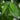 Frans Fontaine European Hornbeam