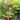 Coral bark Japanese Maple